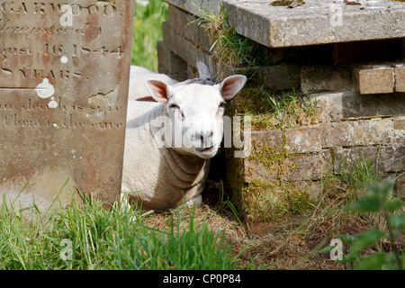 Sheep grazing around the 'grave stones' at 'St Mary`s Church' Baconsthorpe, North Norfolk, avoiding the need for grass cutting. Stock Photo